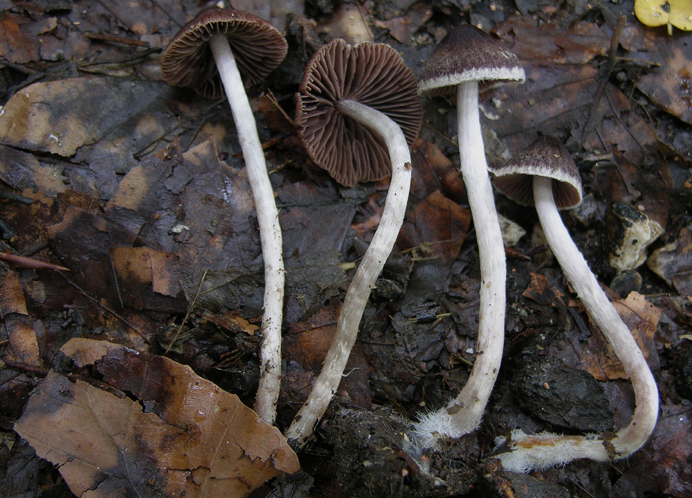 Psathyrella bipellis?